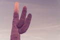 Saguaro Cactus tree with lots of copy space Royalty Free Stock Photo