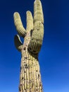 Saguaro Cactus