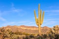 Saguaro cactus at Usery Mountain Park