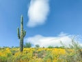 Saguaro Cactus With Yellow Wild Flowers.