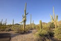Saguaro Cactuses Along A Trail Inside Saguaro National Park