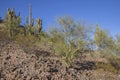 Saguaro Cactuses And Cercidium Microphyllum, or Foothills Palo Verde Tree