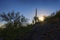 Saguaro Cactuses On A Hill At Sunset