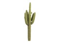 Saguaro_(Carnegiea_gigantea) Royalty Free Stock Photo