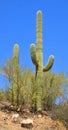 Saguaro Carnegiea gigantea is an arborescent tree-like