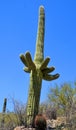 Saguaro Carnegiea gigantea is an arborescent tree-like