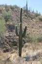 Saguaro Carnegiea gigantea 3 Royalty Free Stock Photo