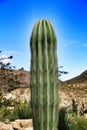 Saguaro, Carnegiea gigantea cactus in the garden