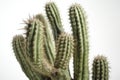 Saguaro Carnegiea Gigantea On White Background. Generative AI