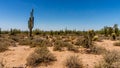 Saguaro and Cholla Cacti in the Arizona Desert