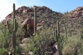 Saguaro, Cholla Cacti, Ocotillo and Palo Verde on a rocky mountainside at Sus Picnic Area in Saguaro National Park