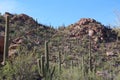 Saguaro, Cholla Cacti, Ocotillo and Palo Verde on a rocky mountainside at Sus Picnic Area in Saguaro National Park