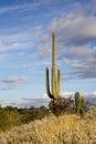 Saguaro, cholla cactus, and blue skies in Tucson