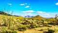 Saguaro, Cholla and other Cacti in the semidesert landscape around Usery Mountain and Superstition Mountain in the background