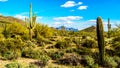 Saguaro, Cholla and other Cacti in the semidesert landscape around Usery Mountain and Superstition Mountain in the background