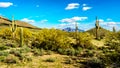 Saguaro, Chollaand other Cacti in the semidesert landscape around Usery Mountain and Superstition Mountain in the background