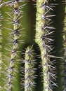 Saguaro Close Up Royalty Free Stock Photo