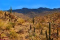Saguaro Desert