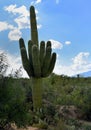 Saguaro East National Park Sahuaro with its middle finger up Royalty Free Stock Photo