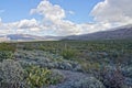 Saguaro Forest in Saguaro National Monument