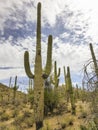 Saguaro National Monument