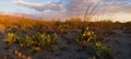 Saguaro National Monument Sunset