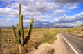 Saguaro National park Royalty Free Stock Photo