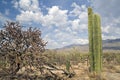 Saguaro National Park