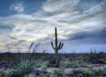 Saguaro National Park, Arizona Desert Royalty Free Stock Photo