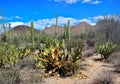 Saguaro National Park in Arizona Royalty Free Stock Photo