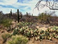 Saguaro National Park in Arizona Royalty Free Stock Photo