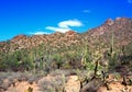 Saguaro National Park in Arizona Royalty Free Stock Photo