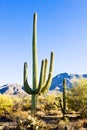 Saguaro National Park, Arizona, USA Royalty Free Stock Photo