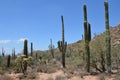 Saguaro National Park, Arizona, USA Royalty Free Stock Photo