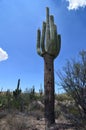 Saguaro National Park, Arizona, USA Royalty Free Stock Photo