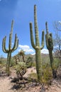 Saguaro National Park, Arizona, USA Royalty Free Stock Photo