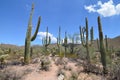 Saguaro National Park, Arizona, USA