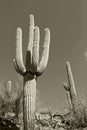 Saguaro National Park in black and white