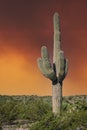 Saguaro National Park, Cactus, Travel Royalty Free Stock Photo