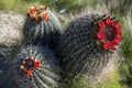 Saguaro National Park, Cactus, Flower, Travel Royalty Free Stock Photo