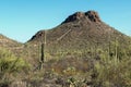 Saguaro National Park, desert landscape Royalty Free Stock Photo