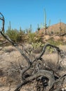 Saguaro National Park, desert landscape Royalty Free Stock Photo