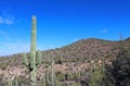 Saguaro National Park Landscape Royalty Free Stock Photo