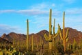 Saguaro National Park Landscape Royalty Free Stock Photo