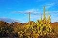 Saguaro National Park Landscape Royalty Free Stock Photo