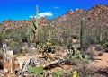 Saguaro National Park in Arizona Royalty Free Stock Photo