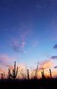 Saguaro national park moonrise Royalty Free Stock Photo