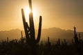 Saguaro National Park Sunset in Arizona Royalty Free Stock Photo
