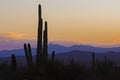 Saguaro National Park Sunset in Arizona Royalty Free Stock Photo