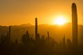 Saguaro National Park Sunset in Arizona Royalty Free Stock Photo